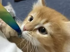 ミヌエット(長足)【愛知県・男の子・2025年8月14日・レッド&ホワイト】の写真5