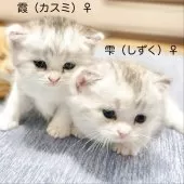 ミヌエット(短足)【愛知県・女の子・2025年6月12日・キャリコ】の写真5