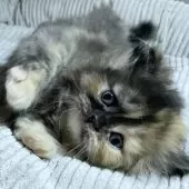 ミヌエット(長足)【愛知県・女の子・2025年10月9日・トーティーシェル】の写真5