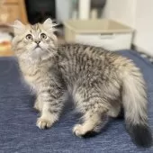 ミヌエット(長足)【愛知県・男の子・2025年4月29日・ブラウンマッカレルタビー】の写真5