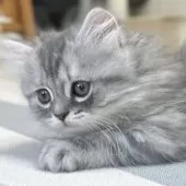 ミヌエット(長足)【愛知県・女の子・2025年10月9日・シルバータビー&ホワイト】の写真6