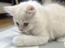 ミヌエット(長足)【愛知県・男の子・2025年10月10日・クリーム&ホワイト】の写真6