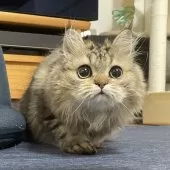 ミヌエット(長足)【愛知県・男の子・2025年5月30日・ブラウンタビー】の写真6