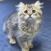 ミヌエット(長足)【愛知県・男の子・2025年4月29日・ブラウンマッカレルタビー】の写真6