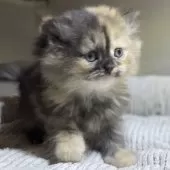 ミヌエット(長足)【愛知県・女の子・2025年10月9日・トーティーシェル】の写真6