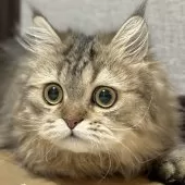 ミヌエット(長足)【愛知県・男の子・2025年5月30日・ブラウンタビー】の写真6