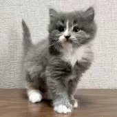 ミヌエット(長足)【愛知県・女の子・2025年9月17日・ブルーパッチドタビー&ホワイト】の写真6