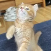 ミヌエット(長足)【愛知県・男の子・2025年8月14日・レッド&ホワイト】の写真6