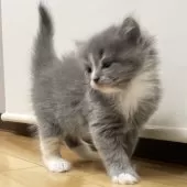 ミヌエット(長足)【愛知県・女の子・2025年9月17日・ブルーパッチドタビー&ホワイト】の写真7