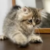 ミヌエット(長足)【愛知県・男の子・2025年4月29日・ブラウンマッカレルタビー】の写真7