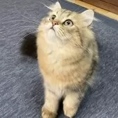 ミヌエット(長足)【愛知県・男の子・2025年4月29日・ブラウンマッカレルタビー】の写真7