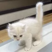 ミヌエット(長足)【愛知県・男の子・2025年10月10日・クリーム&ホワイト】の写真7