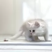 ミヌエット(長足)【愛知県・男の子・2025年10月10日・クリーム&ホワイト】の写真8