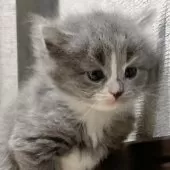 ミヌエット(長足)【愛知県・女の子・2025年9月17日・ブルーパッチドタビー&ホワイト】の写真8