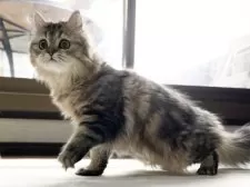 ミヌエット(長足)【愛知県・男の子・2025年5月30日・ブラウンタビー】の写真8