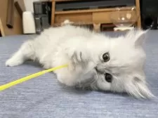 ミヌエット(長足)【愛知県・女の子・2025年4月29日・シェーデッドシルバー】の写真8