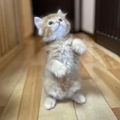 ミヌエット(長足)【愛知県・男の子・2025年8月14日・レッド&ホワイト】の写真8