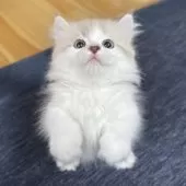 ミヌエット(短足)【愛知県・男の子・2025年8月14日・ブルーチンチラゴールデン&ホワイト】の写真12