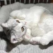 ミヌエット(短足)【愛知県・女の子・2025年6月12日・シルバーパッチドタビー&ホワイト】の写真8