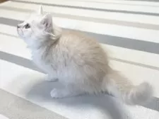 ミヌエット(長足)【愛知県・男の子・2025年10月10日・クリーム&ホワイト】の写真9