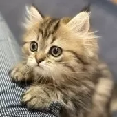 ミヌエット(長足)【愛知県・男の子・2025年5月30日・ブラウンタビー】の写真9