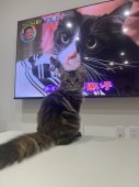 マンチカン【・女の子・2024年6月15日・ブラウンパッチドタビー】「猫のテレビを観る猫」