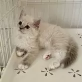 ミヌエット(長足)【福島県・女の子・2025年9月7日・ブルーポイント】の写真9