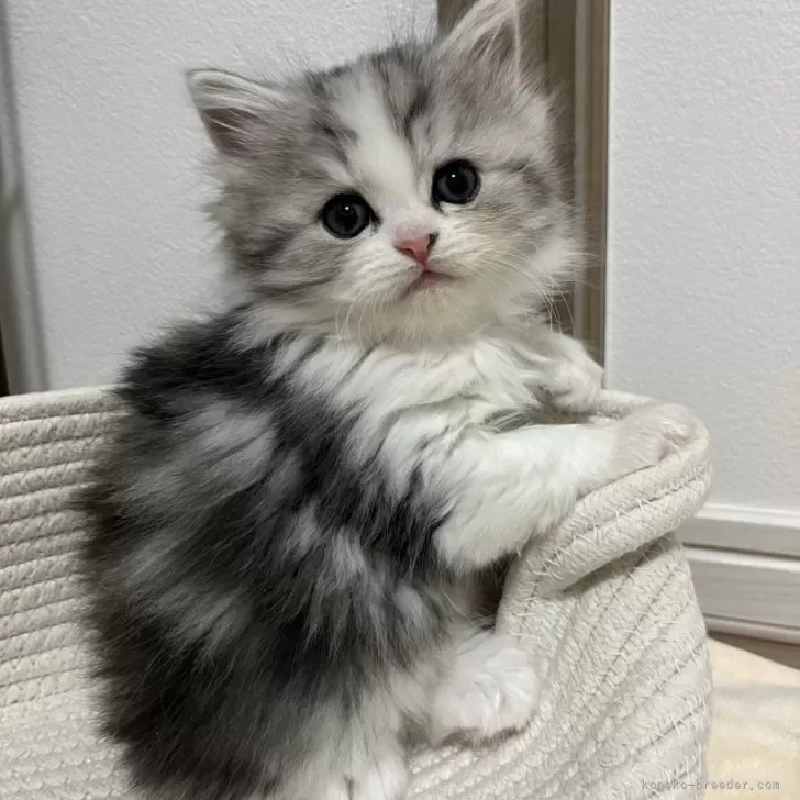ID：2511-02206の子猫