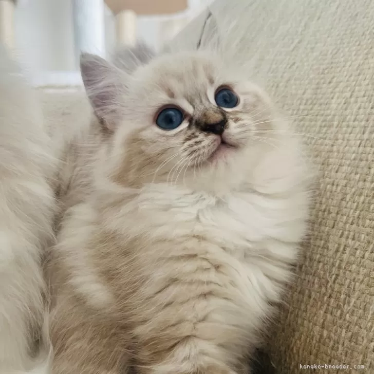 ID：2510-00931の子猫