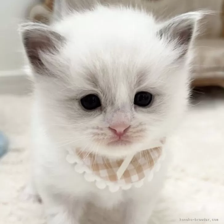 あけぴょん 様のお迎えした子猫