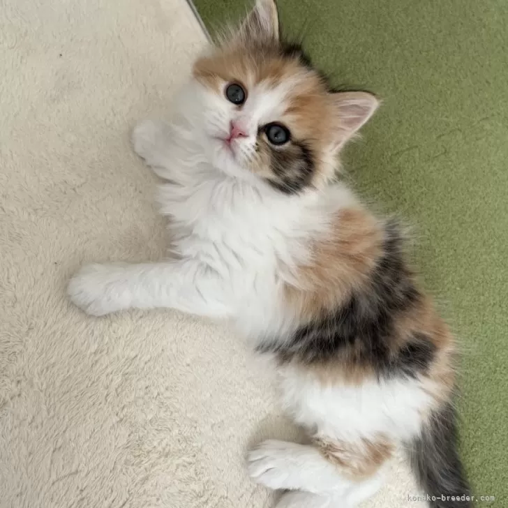 ID：2511-02190の子猫
