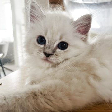 ミヌエット【福島県・女の子・2025年9月7日・ブルーポイント（ロング）】の写真「元気いっぱい女の子💜」