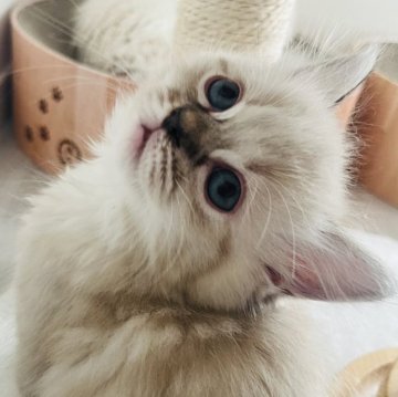 ミヌエット【福島県・女の子・2025年9月7日・ブルーポイント（ロング）】の写真「おっとり系女の子🎀」