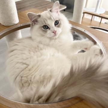 ラグドール【福島県・女の子・2025年6月15日・ブルーリンクスポイントバイカラー（セミロング）】の写真「美猫ちゃん💓」