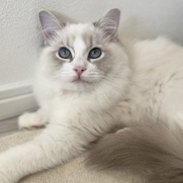 ラグドール【福島県・女の子・2025年6月15日・ブルーリンクスポイントバイカラー（セミロング）】の写真「美猫ちゃん💓」