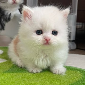 ミヌエット(短足)【福島県・男の子・2025年10月28日・クリームタビー&ホワイト（セミロング）】の写真「タレ目ネコ🐾くん」