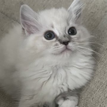 ミヌエット(長足)【福島県・女の子・2025年9月7日・ブルーポイント（ロング）】の写真「元気いっぱい女の子💜」