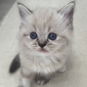 ミヌエット(長足)【福島県・女の子・2025年9月7日・ブルーポイント（ロング）】の写真「おっとり系女の子🎀」