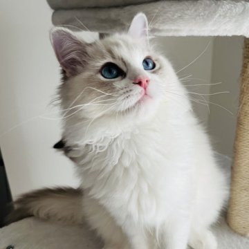 ラグドール【福島県・女の子・2025年6月15日・ブルーリンクスポイントバイカラー（セミロング）】の写真「美猫ちゃん💓」