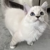 ミヌエット(長足)