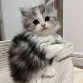 ミヌエット(長足)