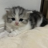 ミヌエット(長足)