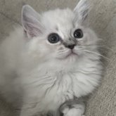 ミヌエット(長足)