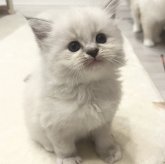 ミヌエット(長足)