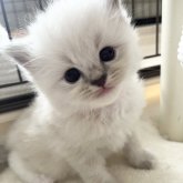 ミヌエット(長足)