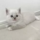 ミヌエット(長足)【福島県・女の子・2025年9月7日・ブルーポイント】の写真2「遊び疲れちゃったかな？」