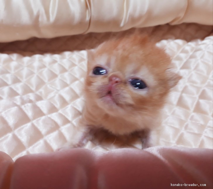 子猫さんと赤ちゃん 穂積幸美ブリーダー みんなの子猫ブリーダー