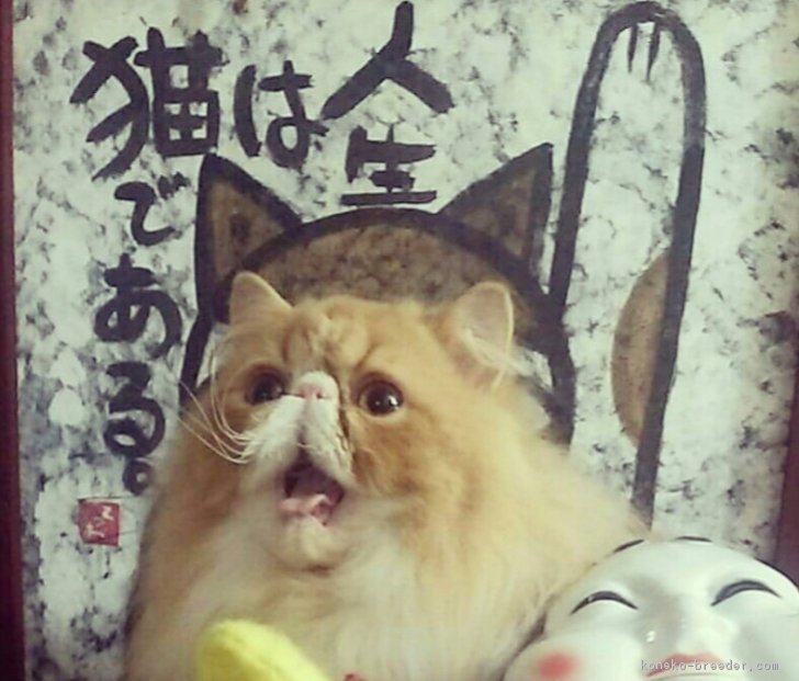 穂積幸美ブリーダーのブログ 今日は猫の日 19 2 22 みんなの子猫ブリーダー
