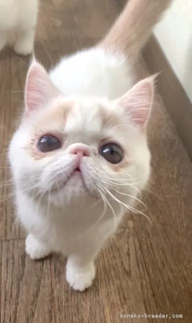 ID:2112-01621の子猫