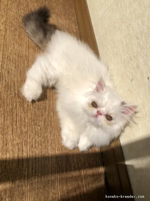 ID：2111-01134の子猫